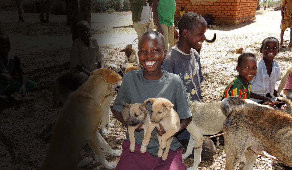 Company home page MSD Animal Health South Africa