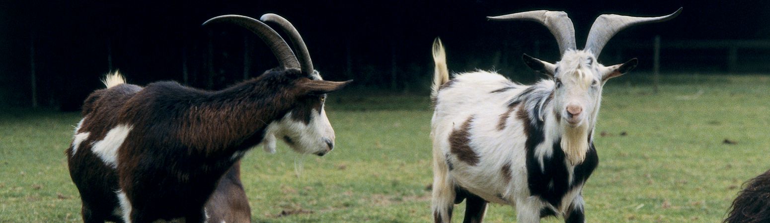 Nasal Bot Flies - Backyard Goats