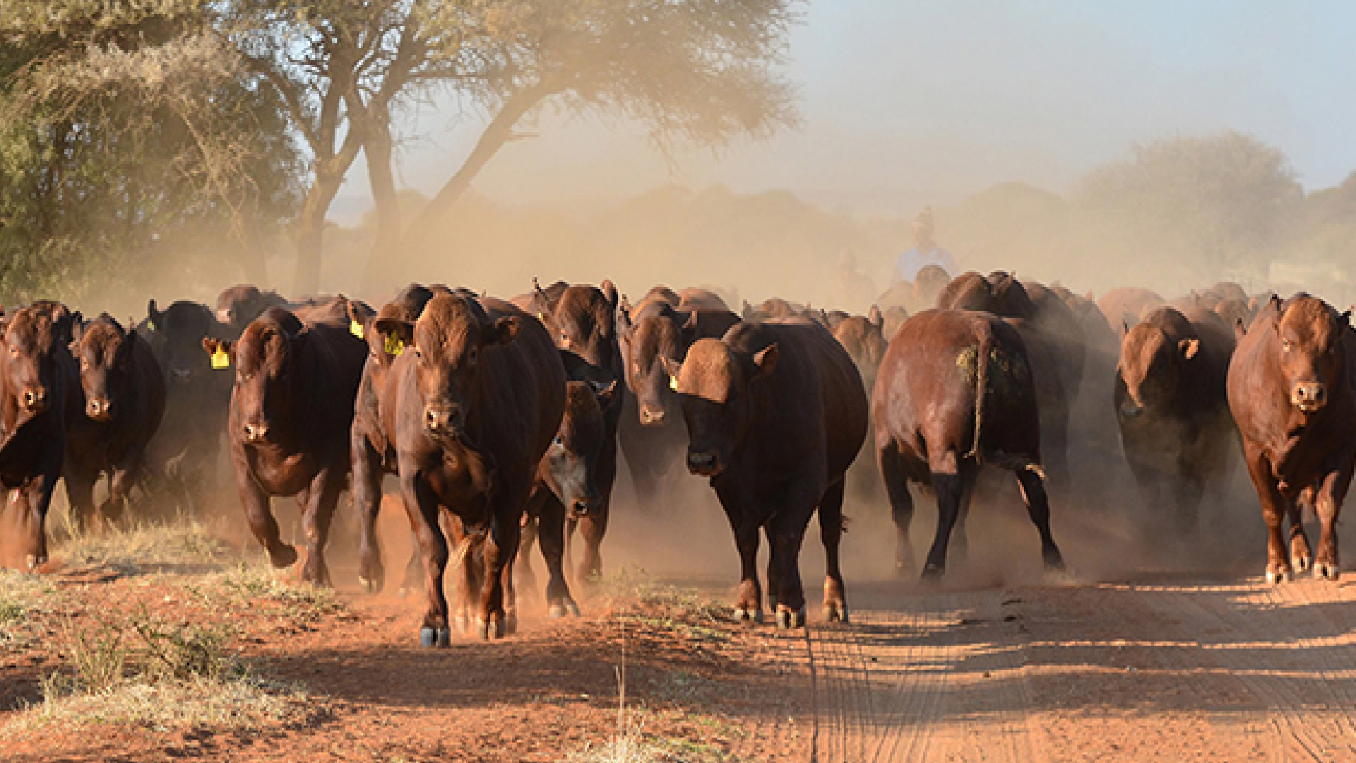 Cow calf MSD Animal Health South Africa